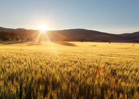 Sonnenaufgang über reifem Getreidefeld